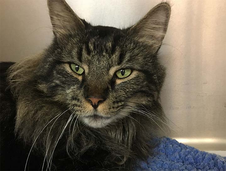 Preventive Care for Cats